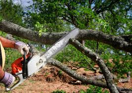 Best Tree and Shrub Care  in Oxford, MI